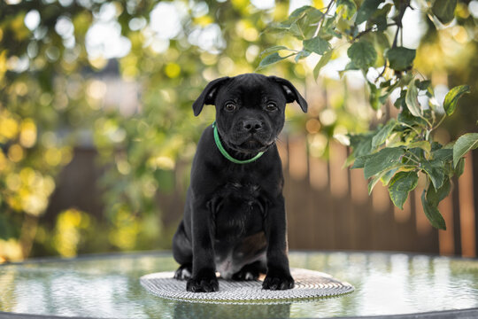 black staffordshire bull terrier puppy sitting outdoors