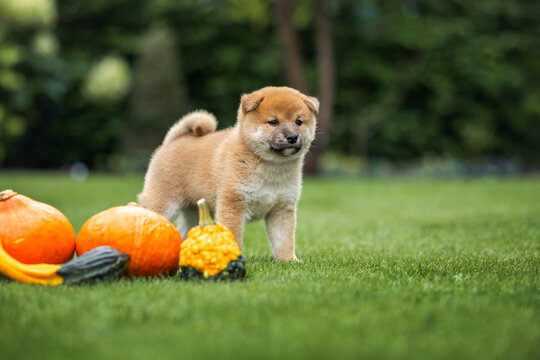 shiba inu puppy standing on grass in autumn