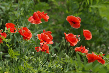 Fototapeta premium Red Poppy Flowers Blooming in Green Garden