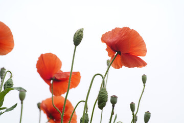 Obraz premium Red poppy flowers blooming against a white background