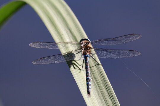 dran#gonfly resting