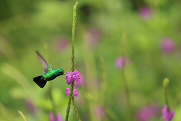 The blue-tailed emerald (Chlorostilbon mellisugus napensis) is a hummingbird in the "emeralds", tribe Trochilini of subfamily Trochilinae. This photo was taken in North Peru. © feathercollector
