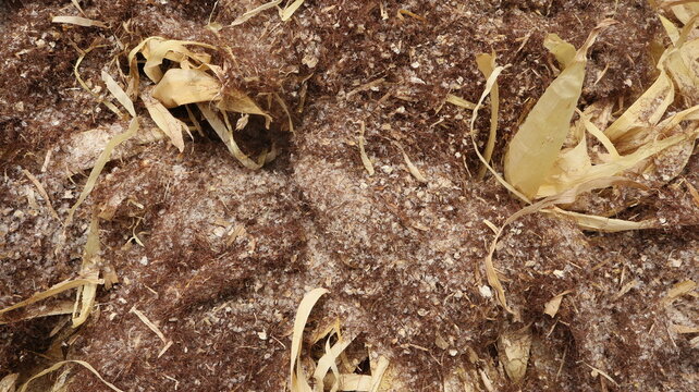 Dry corn threshing residue consisting of corn fragments, husk particles, fibers, and other plant debris left after mechanical corn processing
