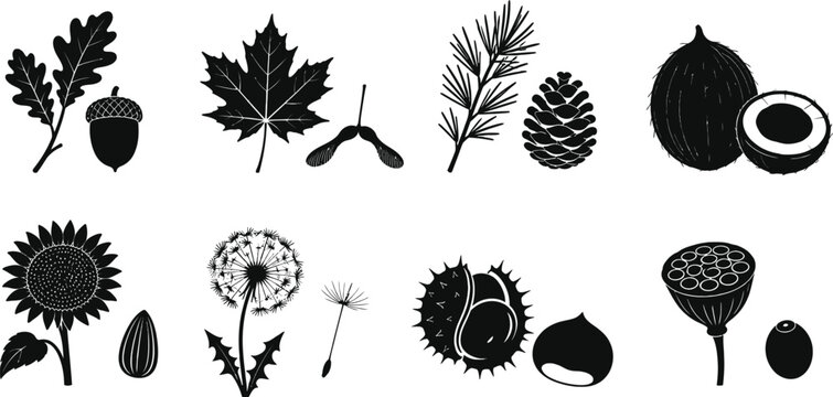 Botanical Seeds and Nuts Life Cycle Black Silhouette Set