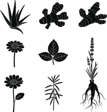 Herbal Plants and Medicinal Herbs Black Silhouette Collection