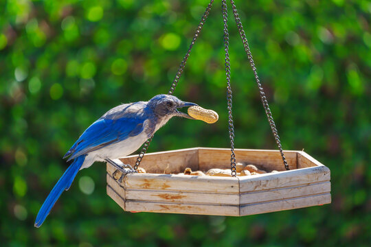 Blue Jay or Scrub Jay on a small wooden bird feeder with a peanut in its beak against a green background