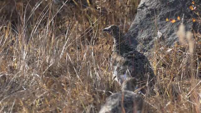 Rock Ptarmigan Standing in Tundra near Kangerlussuaq, Greenland