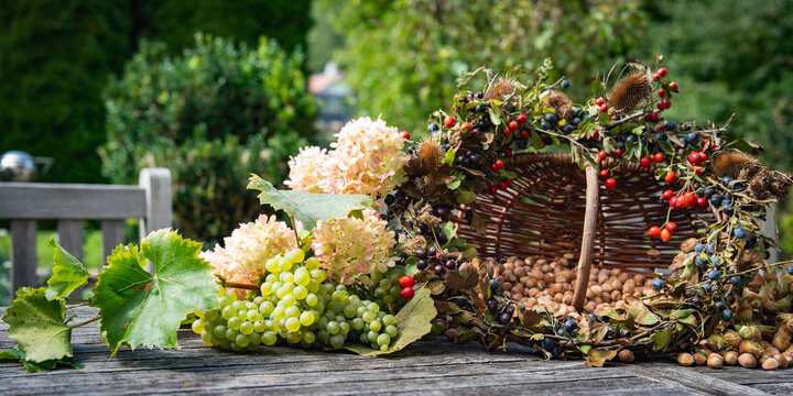 Freshly harvested autumn fruits and nutson a sunny day. Hazelnuts, apples, and grapes with hydrangea flowers on wooden table in garden. Autumn decoration for a thanksgiving background.