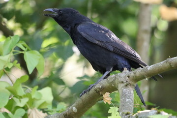 Fototapeta premium crow on a branch