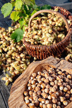 Freshly harvested hazelnuts. Nuts to dry in the autumn sun. Vertical close-up top view with short depth of field.