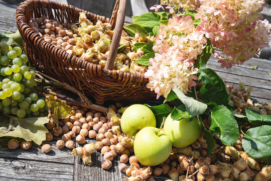 Freshly harvested autumn fruits and nutson a sunny day. Hazelnuts, apples, and grapes with hydrangea flowers on wooden table in garden. Autumn decoration for a thanksgiving background.