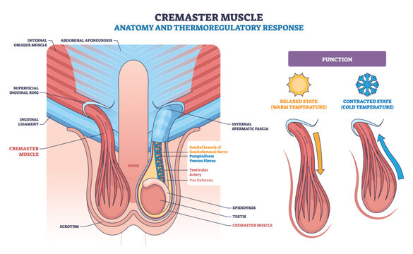 Cremaster muscle thermoregulatory reflex shown, cremaster muscle, testis, scrotum, demonstrating cold contraction and warm relaxation that position testes for temperature control. Outline diagram