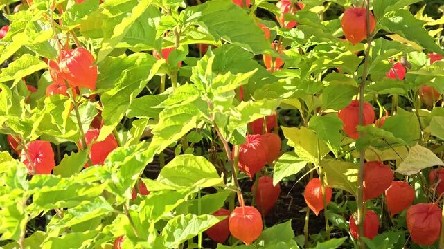 Rows of physalis. Group of red and green plants in garden pots, can be used for interior design or gardening articles