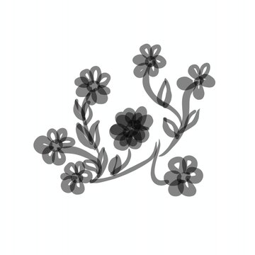 black and white flowers and isolated kn white