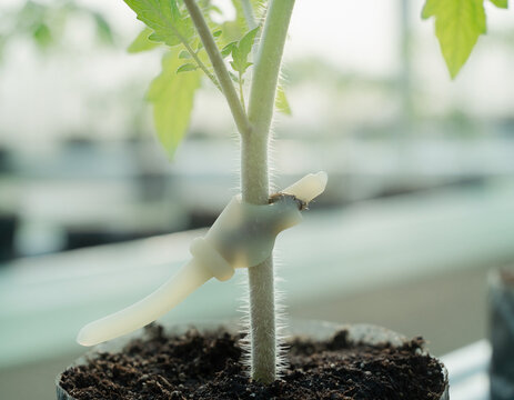 Tomato Seedling Graft Union Healing With Silicone Clip