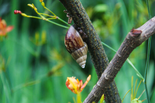 Striped land snail on tree branch in green natural garden