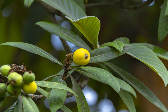 Ripe and unripe loquat fruits on tree branch with green leaves