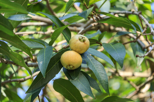 Ripe yellow guavas hanging on tree branch with green leaves