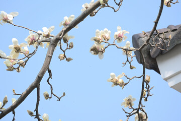 White Magnolia Blossoms and Traditional Roof in Spring © TrieuHao