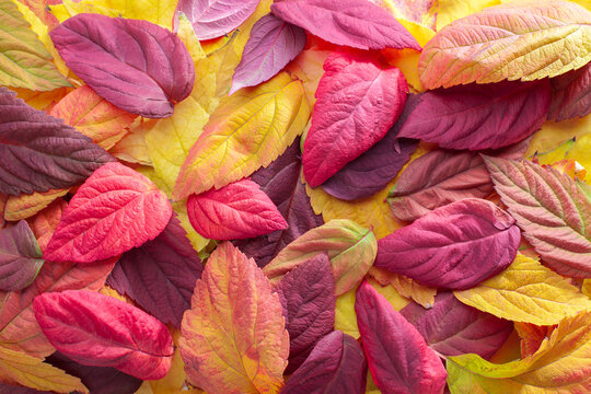 Colorful background with fresh multicolor autumn leaves of Spiraea japonica 'Macrophylla'. Flat lay.