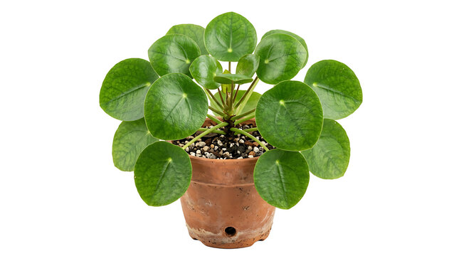 Pilea peperomioides Chinese Money Plant in terracotta pot, isolated on transparent background