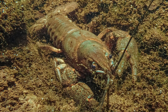 European crayfish (Astacus astacus) resting on a muddy freshwater bottom, photographed underwater with its claws and segmented body visible
