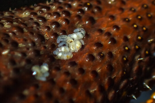 Extreme macro photograph of a group of Branchiobdella worms attached to the textured claw of a European crayfish (Astacus astacus)