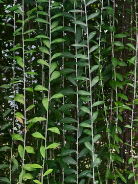 Green creeper vines hanging vertically in a tropical outdoor garden
