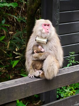 Japanese macaque with a tracking camera and an infant