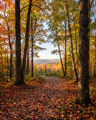 Fototapeta premium A scenic autumn forest trail covered in vibrant fallen leaves, framed by tall trees leading to a picturesque view of rolling hills and distant mountains under a bright sky.