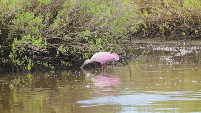 Roseate Spoonbill Feeding Video