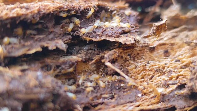 A termite mound structure with the texture of a decaying tree trunk. A cluster of termites set against a natural blurred background.