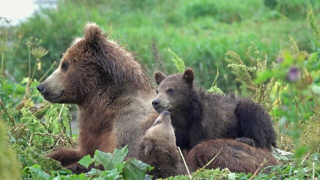 View of a brown bear mother resting in the grass with her two playful cubs at Kurile Lake in the Ust-Bolsheretsky District, Kamchatka Krai, Russia.