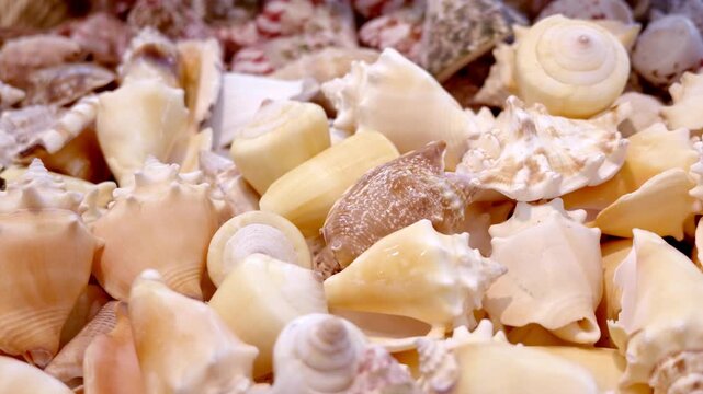 A dense assortment of various seashells, featuring different shapes and pale natural tones, arranged in a clustered pile.