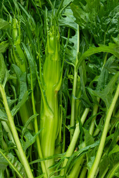 A close-up of a freshly harvested head of Puntarelle di Galatina chicory, with Catalonian chicory shoots visible.