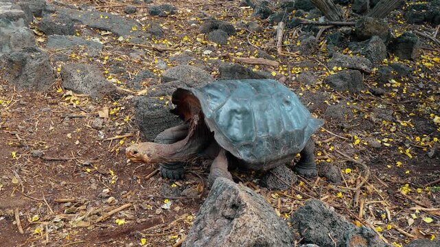 Giant tortoise extending its neck over volcanic stones. A gray shell rises above scaly legs and fallen leaves on the Galapagos Islands.