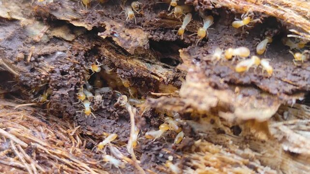A termite mound structure with the texture of a decaying tree trunk. A cluster of termites set against a natural blurred background.