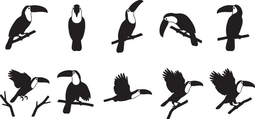 Fototapeta premium Black toucan silhouettes set showing various postures perching, preening, looking around, and flying isolated on white background..