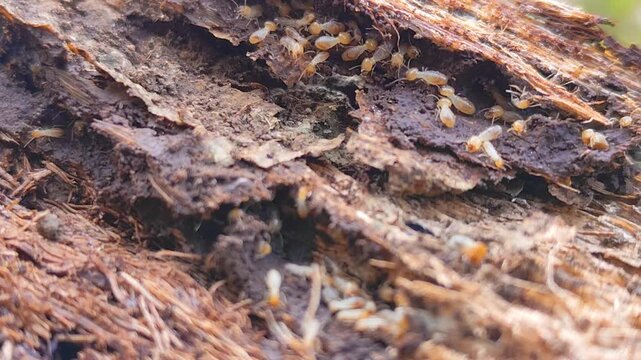 A termite mound structure with the texture of a decaying tree trunk. A cluster of termites set against a natural blurred background.