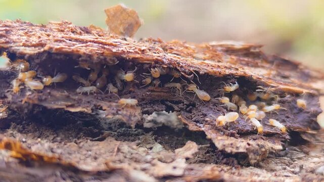 A termite mound structure with the texture of a decaying tree trunk. A cluster of termites set against a natural blurred background.