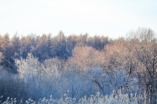 Frosty Winter Woodland Landscape
