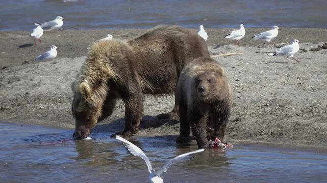 View of brown bears on the sandy shore of Kurile Lake with one bear eating fish and seagulls nearby in Ust-Bolsheretsky District, Kamchatka Krai, Russia.