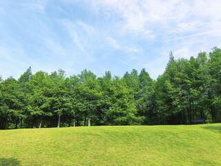 Fototapeta premium Green Hillside Meadow with Forest and Blue Sky