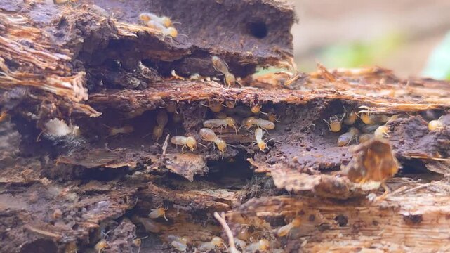 A termite mound structure with the texture of a decaying tree trunk. A cluster of termites set against a natural blurred background.