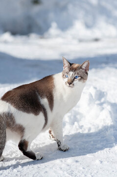 真っ白い雪のブルーアイズの猫