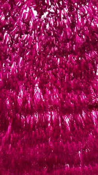 Hypnotic Cascade of Vibrant Pink Fringes: A captivating ceiling art installation creating a dense, textured wave of magenta textile and tinsel elements for event decoration