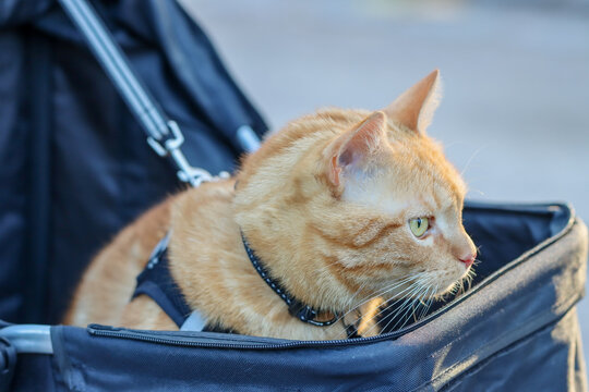 A cute orange cat is out for a stroll in a blue pet stroller on an autumn day. The cat is observing its surroundings attentively.