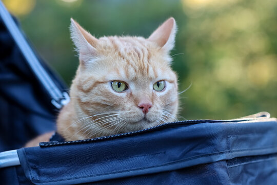 A cute orange cat is out for a stroll in a blue pet stroller on an autumn day. The cat is observing its surroundings attentively.