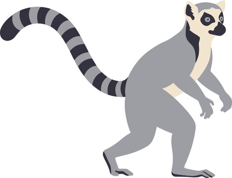 Cute ring tailed lemur walking in side view profile isolated on a clean white background