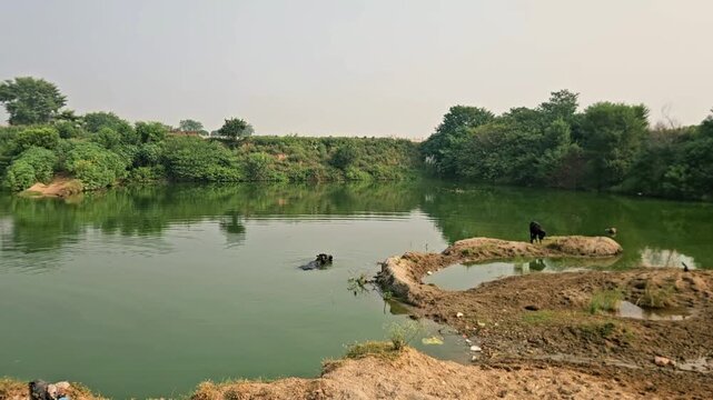 This video pans across a wide, serene rural pond where water buffaloes are swimming and grazing near the lush green banks[span_0](start_span)[span_0](end_span). The peaceful country landscape highligh